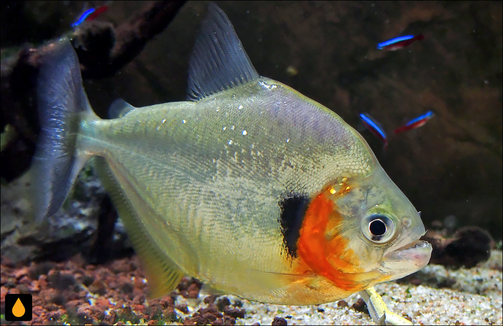 Serrasalmus eigenmanni