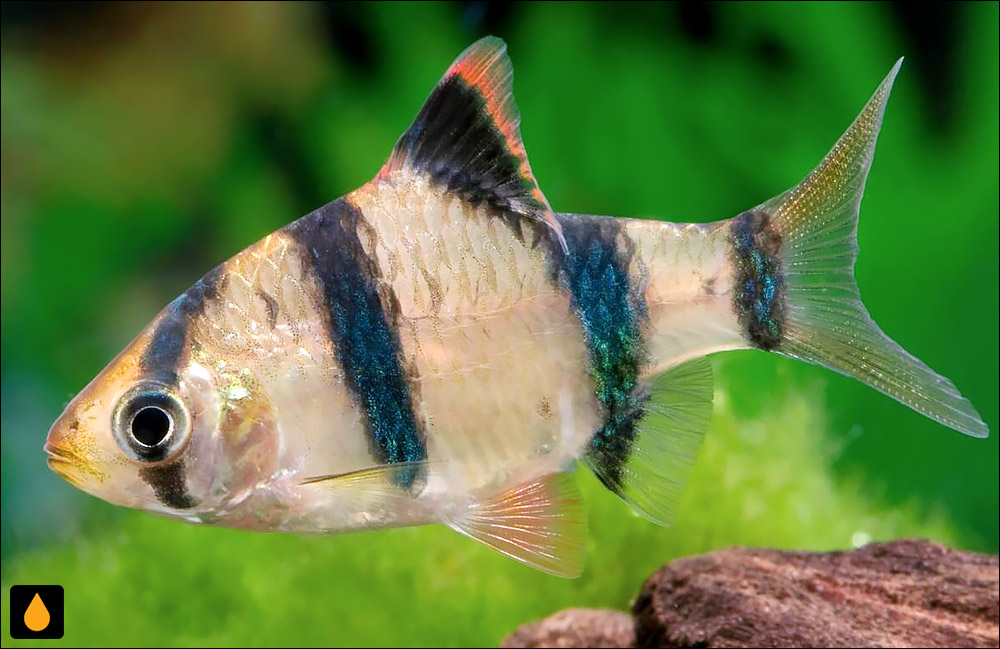 Puntigrus anchisporus
