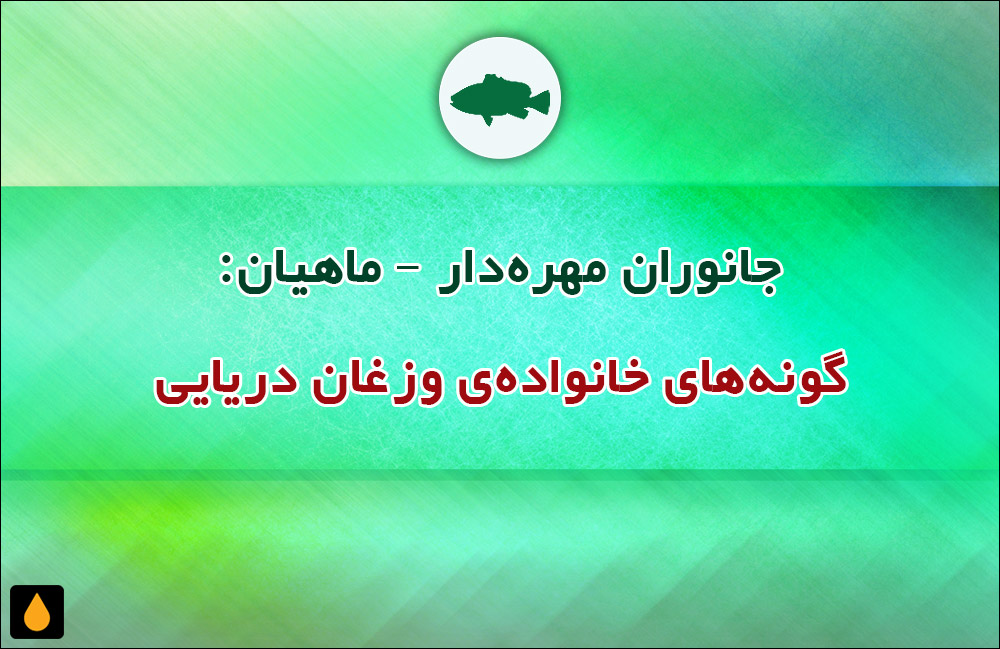 جانوران مهره‌دار - ماهیان: گونه‌های خانواده‌ی وزغان دریایی