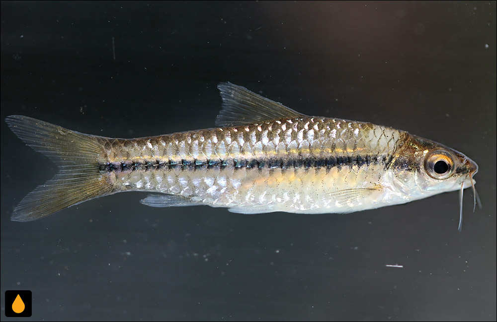 Enteromius punctitaeniatus