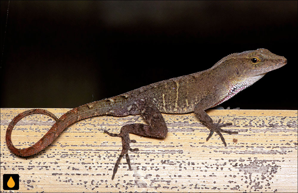 آنول پولکدار کوچک