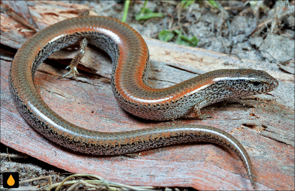 سقنقور بی‌گوش دشت