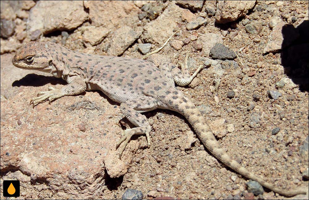 Liolaemus rosenmanni