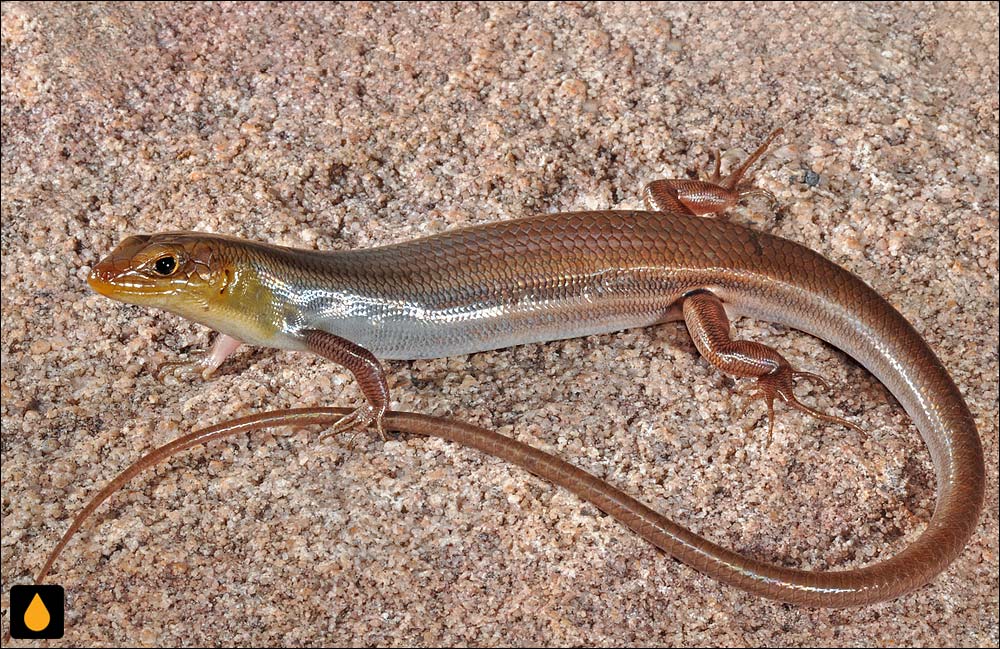 گوش‌شانه‌ای پشت‌قهوه‌ای