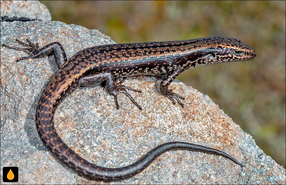 سقنقورسرد بولدر (سقنقور سرد تختهسنگی)