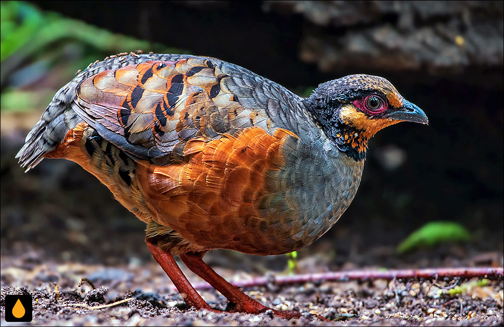 کبک شکم‌شاه‌بلوطی