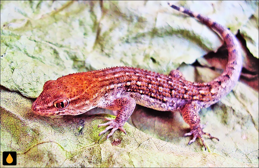 Gymnodactylus geckoides