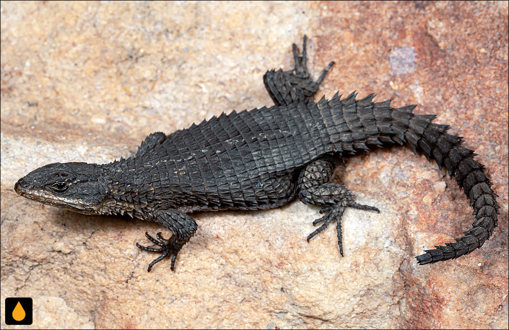 مارمولک کمربنددار اولوفسن