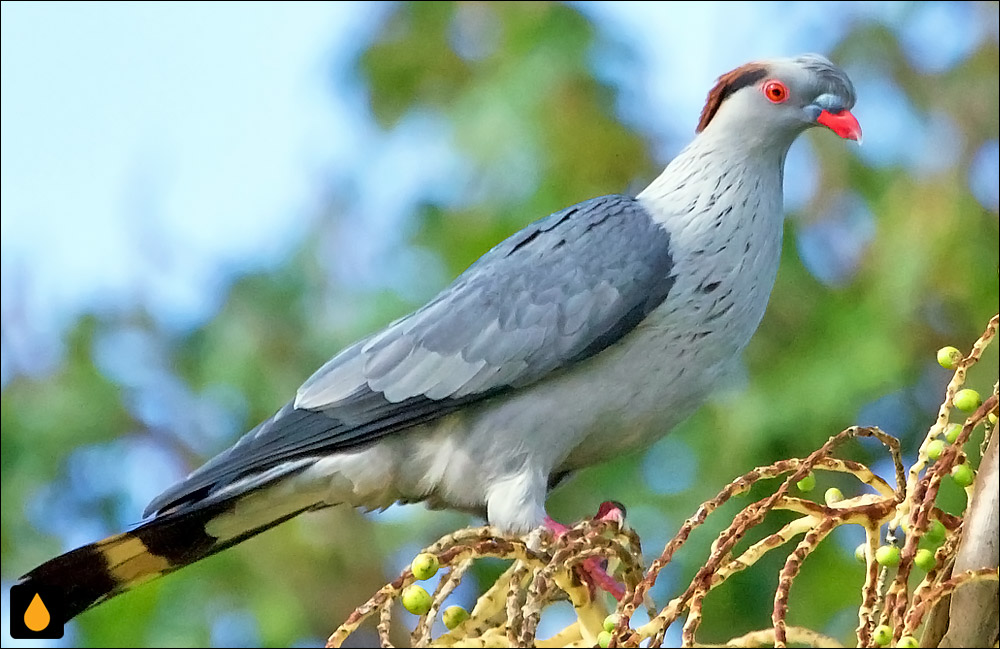 کبوتر تاپنات (کبوتر سرگنده)