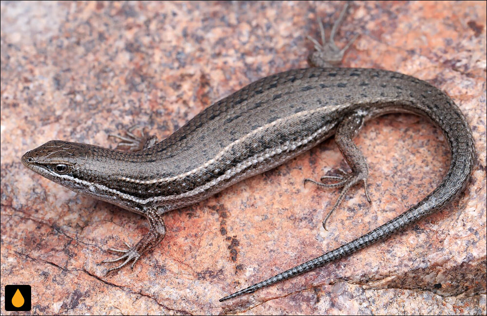 سقنقور شنی لکه‌دار