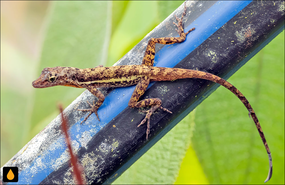 آنول تاونسند (آنول جزیرهی کوکوس)