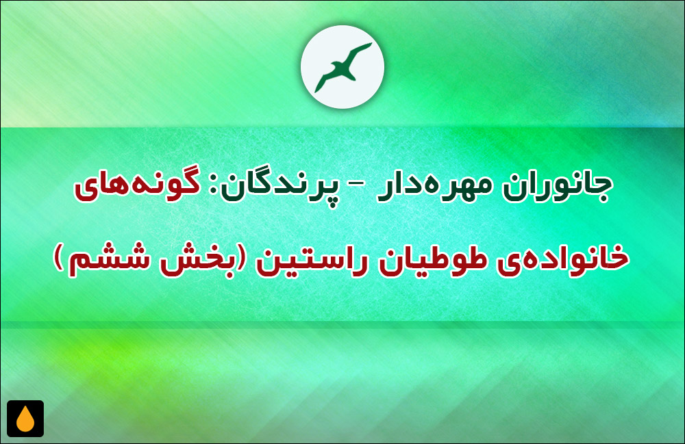 جانوران مهره‌دار - پرندگان: گونه‌های خانواده‌ی طوطیان راستین (بخش ششم)