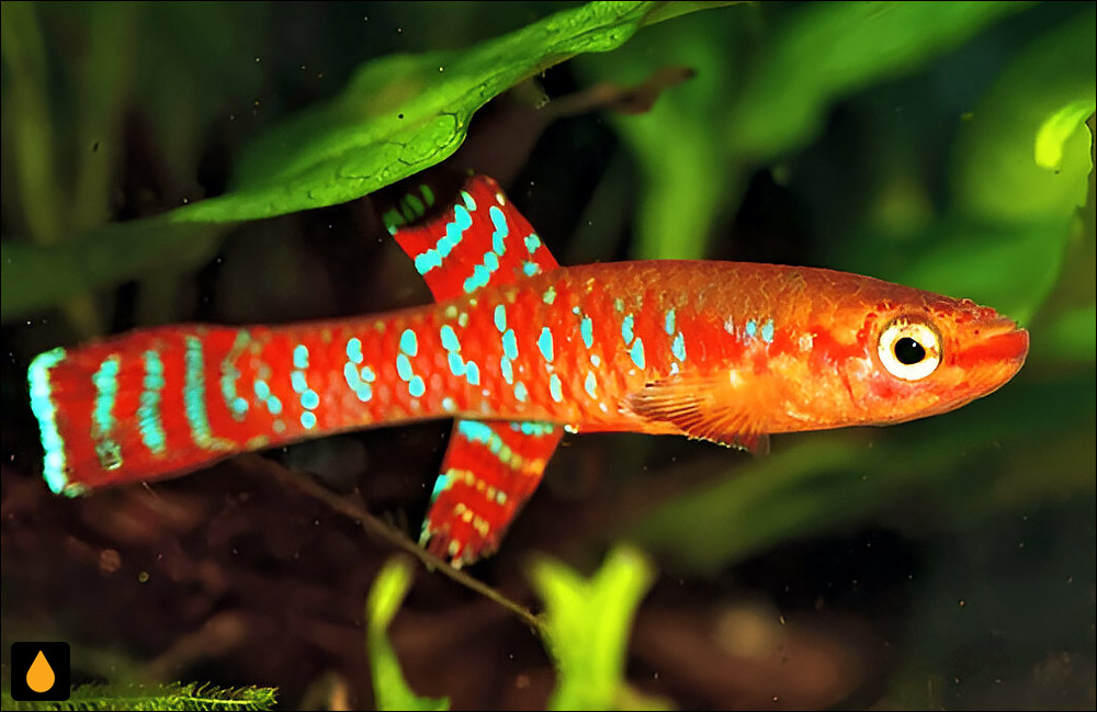 Aphyosemion abacinum