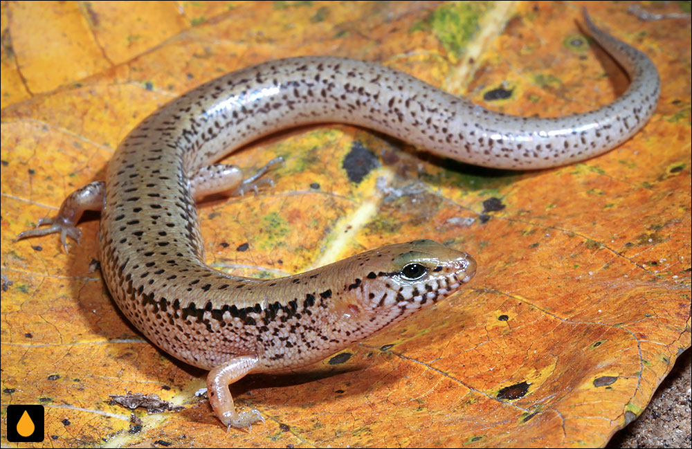 سقنقور لب‌نواری دشت