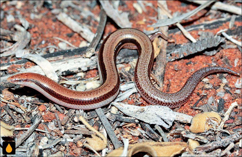 لغزنده‌شنی شمال غربی