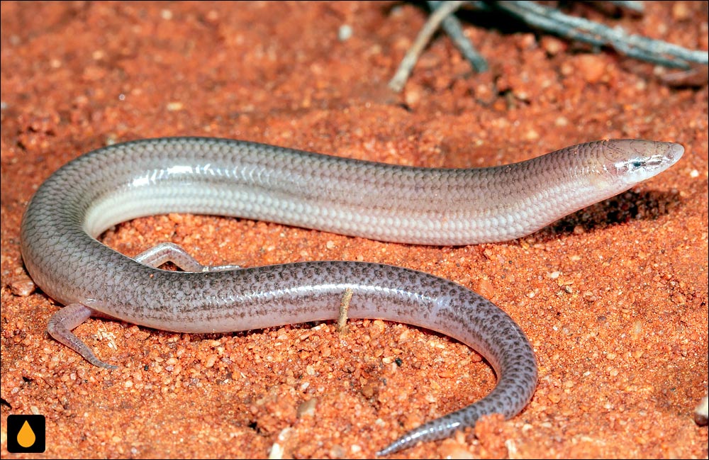 لغزنده‌تلماسه‌ی تنومند