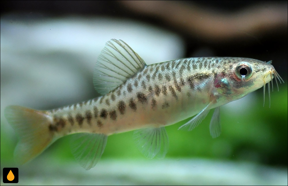 Yunnanilus brevis