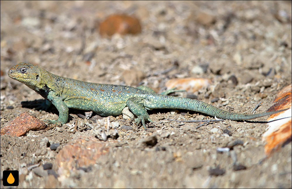 ایگوآنای درختی فیتزینگر