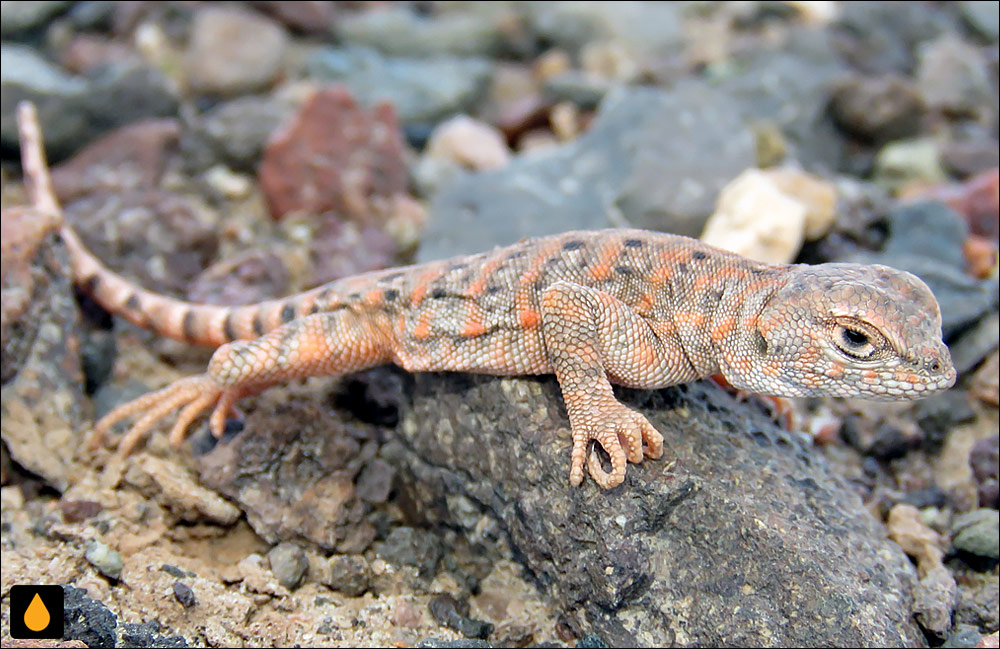 مارمولک هموارگلوی بیگوش