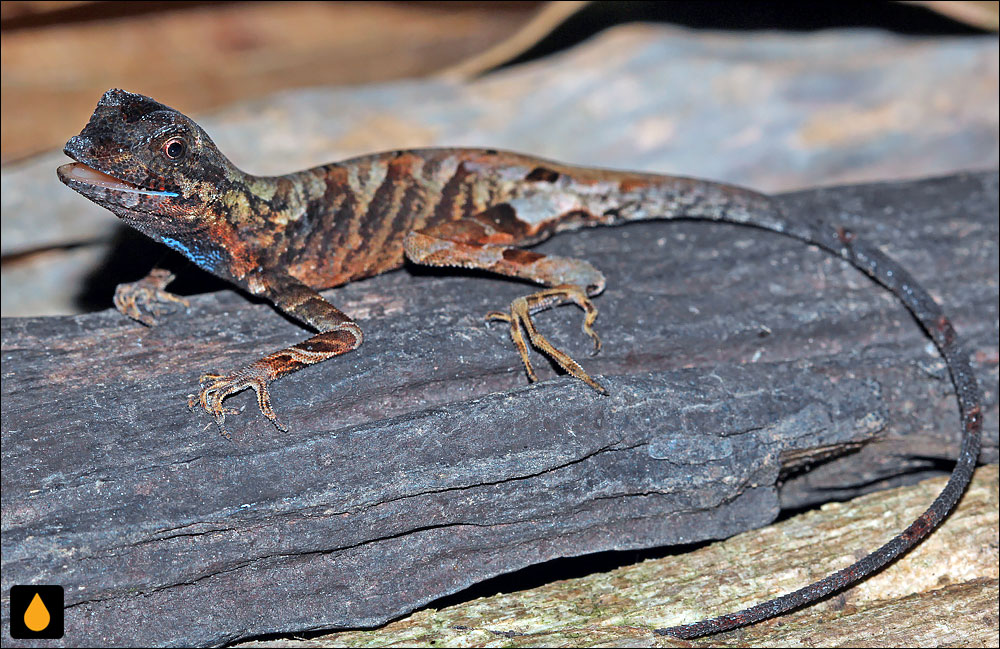 آنول شگفت‌زده (آنول سورپرایز یا آنول جنگل لب‌آبی)