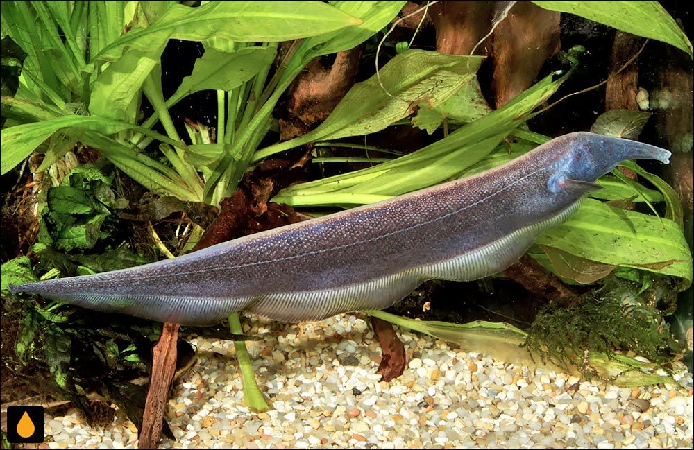 Sternarchorhynchus retzeri