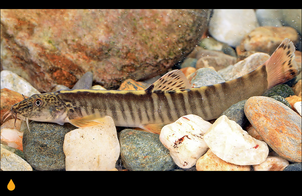 Aborichthys kempi