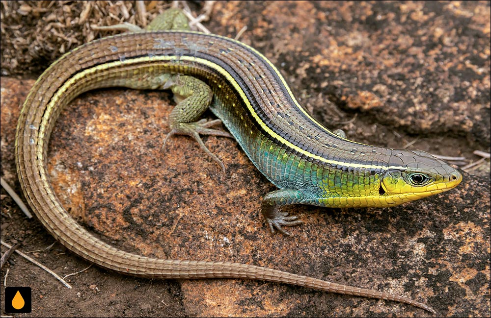 مارمولک پولک‌پوست گلوزرد