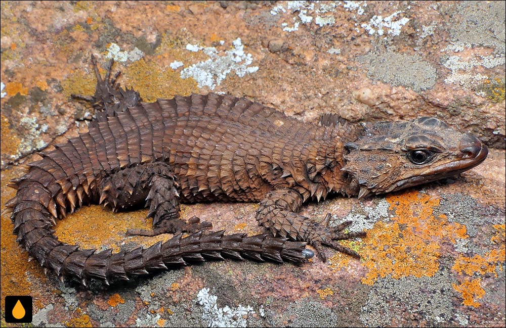 مارمولک کمربنددار واتربرگ