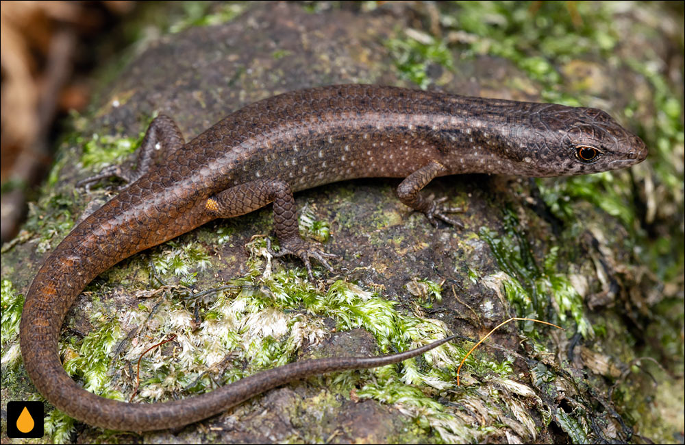 سقنقورسایهی هانا