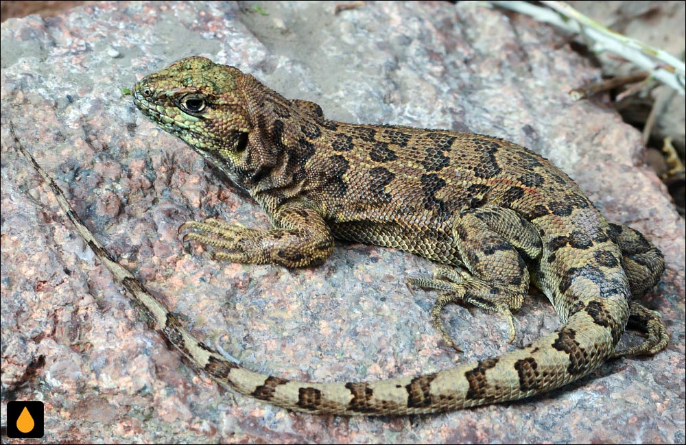 ایگوآنای ماسه‌ای راث (مارمولک صخره‌ای راث)