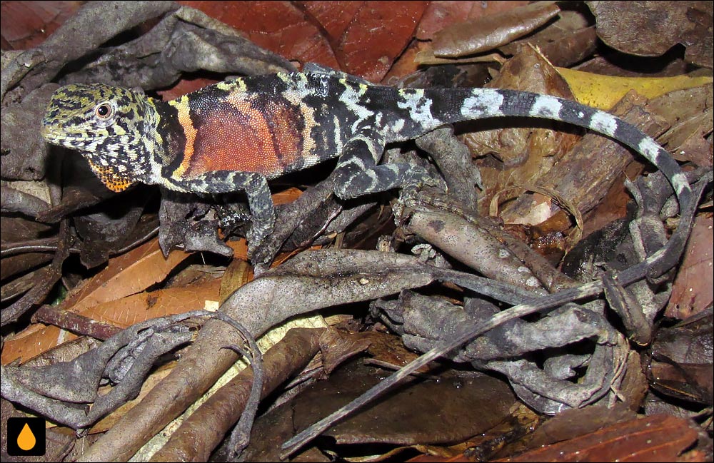 Enyalius erythroceneus