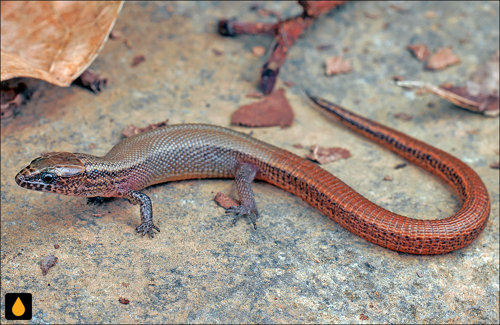 مارمولک شب کوبایی