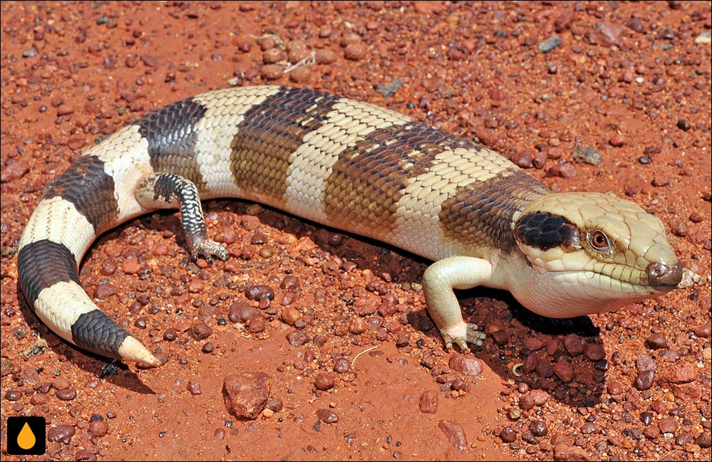 سقنقور زبان‌آبی غربی