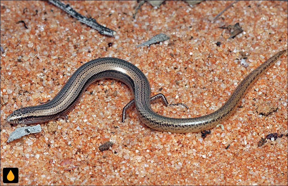 لغزنده‌ی خاک‌پوش جنگلی