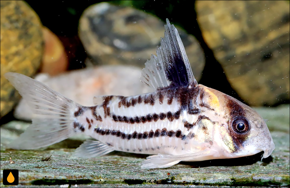 Corydoras parallelus