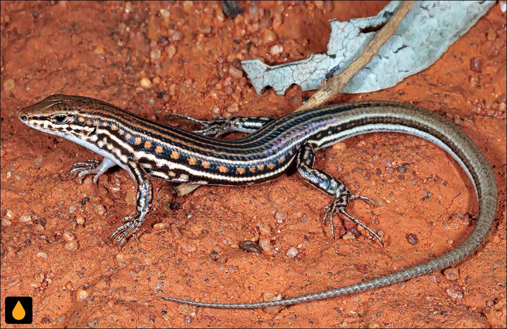 گوش‌شانه‌ای پوزه‌گوه‌ای نواری