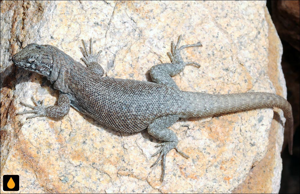 ایگوآنای درختی آسترومندوکین (مارمولک هموارگلوی مندوسای شرقی)