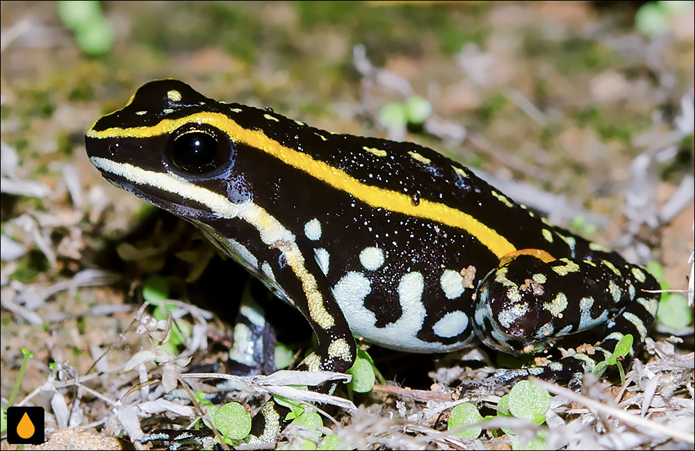 Ameerega braccata