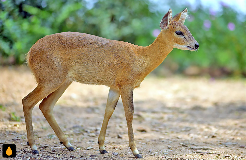 کل چهارشاخ (پستانداری از خانواده‌ی گاوان)