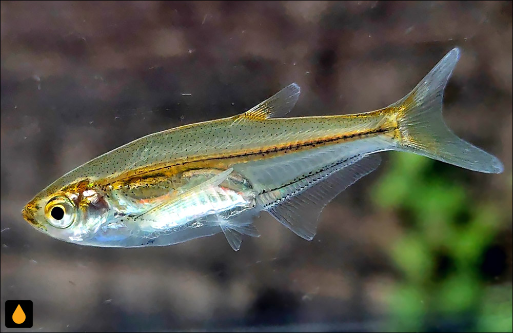 Parachela hypophthalmus