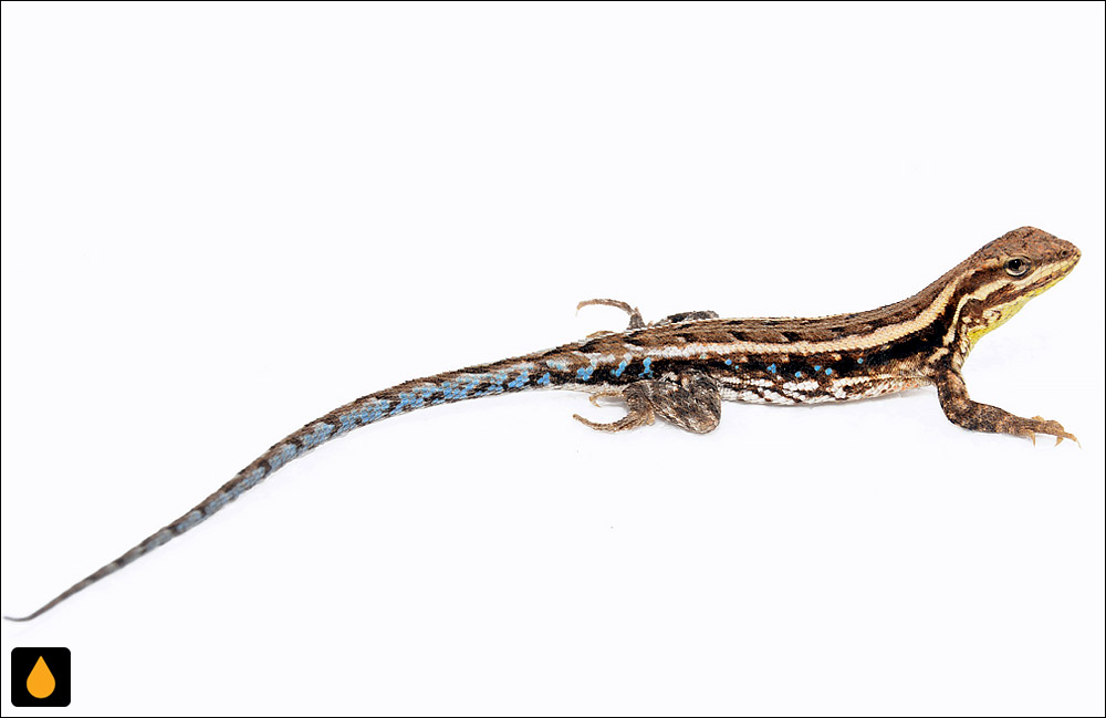 ایگوآنای درختی چاکو (مارمولک هموارگلوی چاکو)