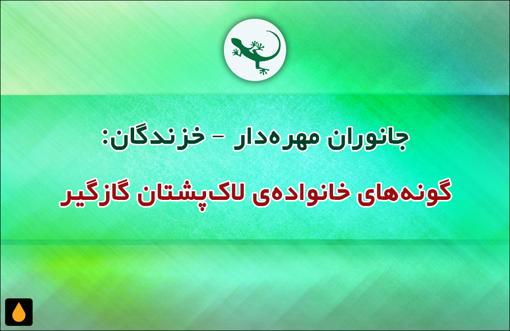 جانوران مهره‌دار - خزندگان: گونه‌های خانواده‌ی لاک‌پشتان گازگیر