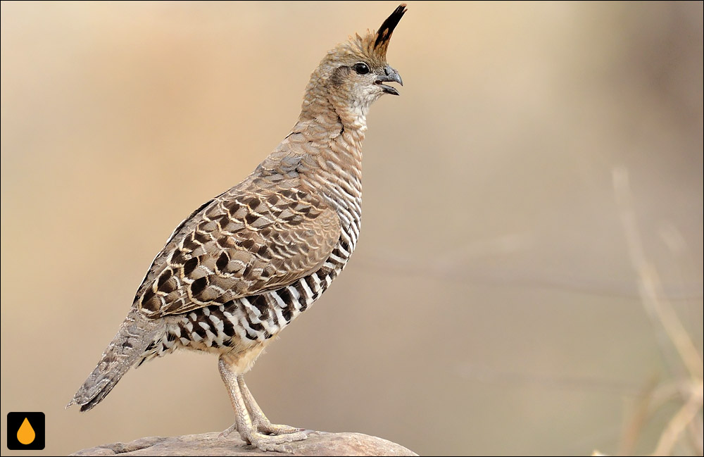 بلدرچین نواری