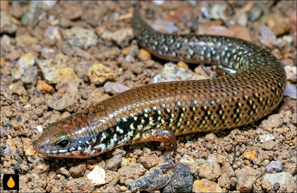 سقنقور کوتاه‌اندام چینی