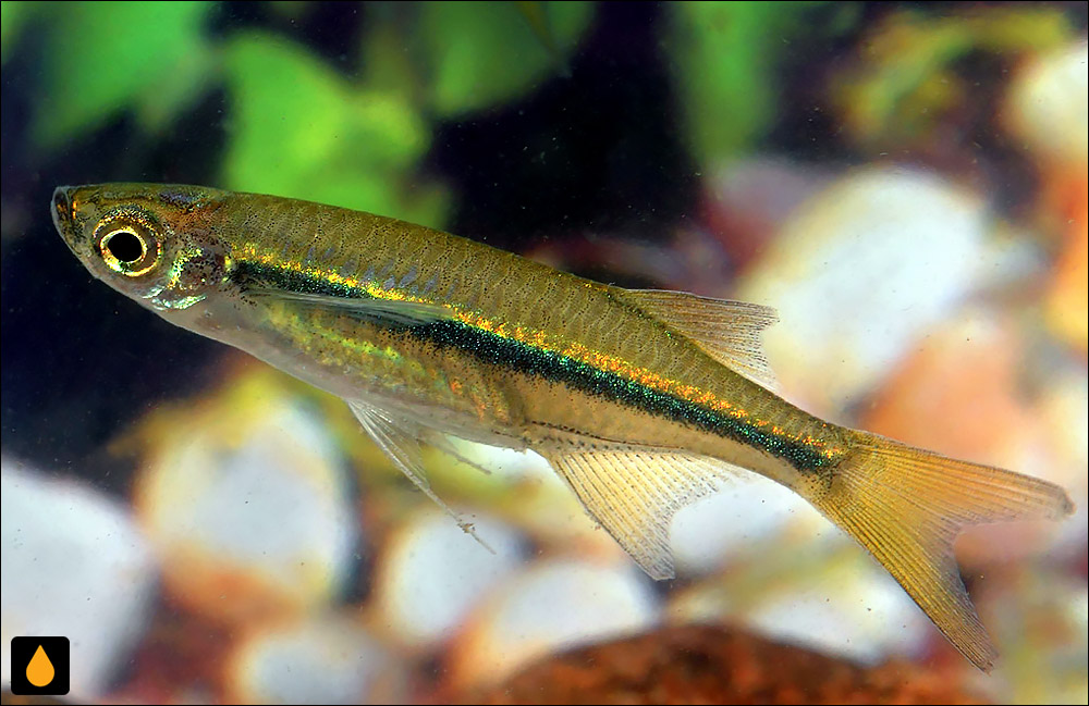 Neochela dadiburjori