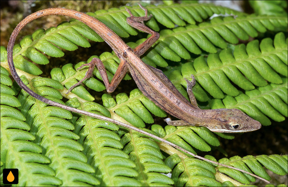 آنول چمنی سانتیاگو