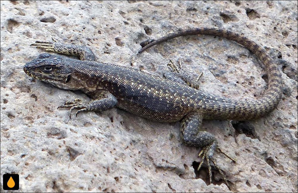 مارمولک هموارگلوی آتشفشان دومیو