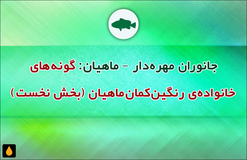 جانوران مهره‌دار - ماهیان: گونه‌های خانواده‌ی رنگین‌کمان‌ماهیان (بخش نخست)