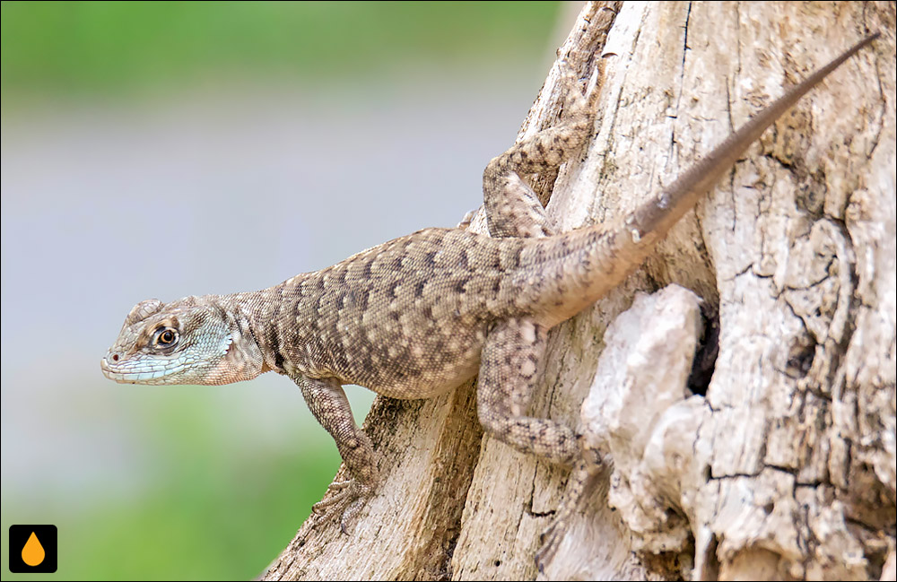 Tropidurus oreadicus