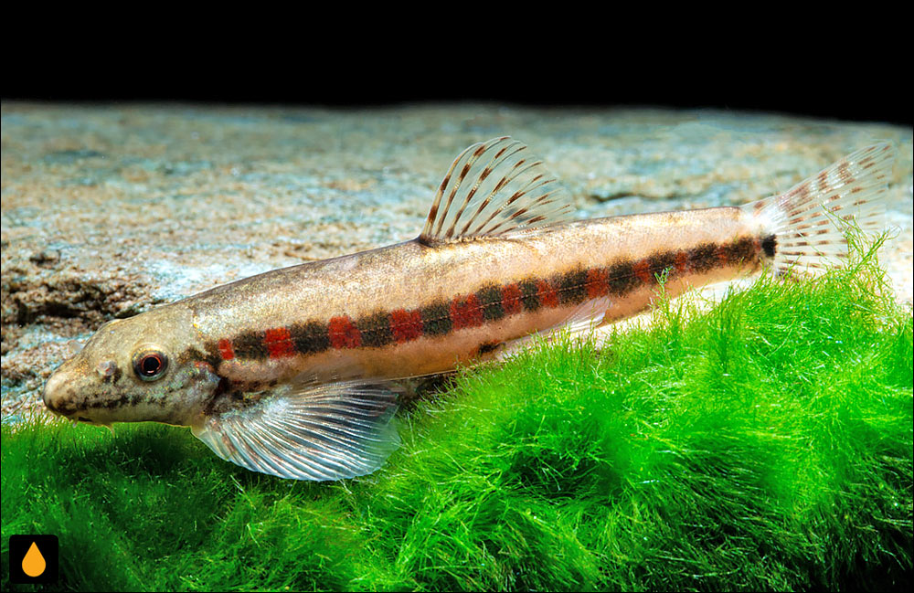 Erromyzon kalotaenia